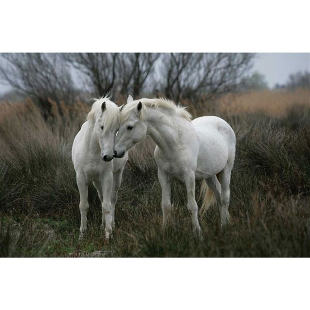 Tomax White Stallions Puzzle 1500pcs