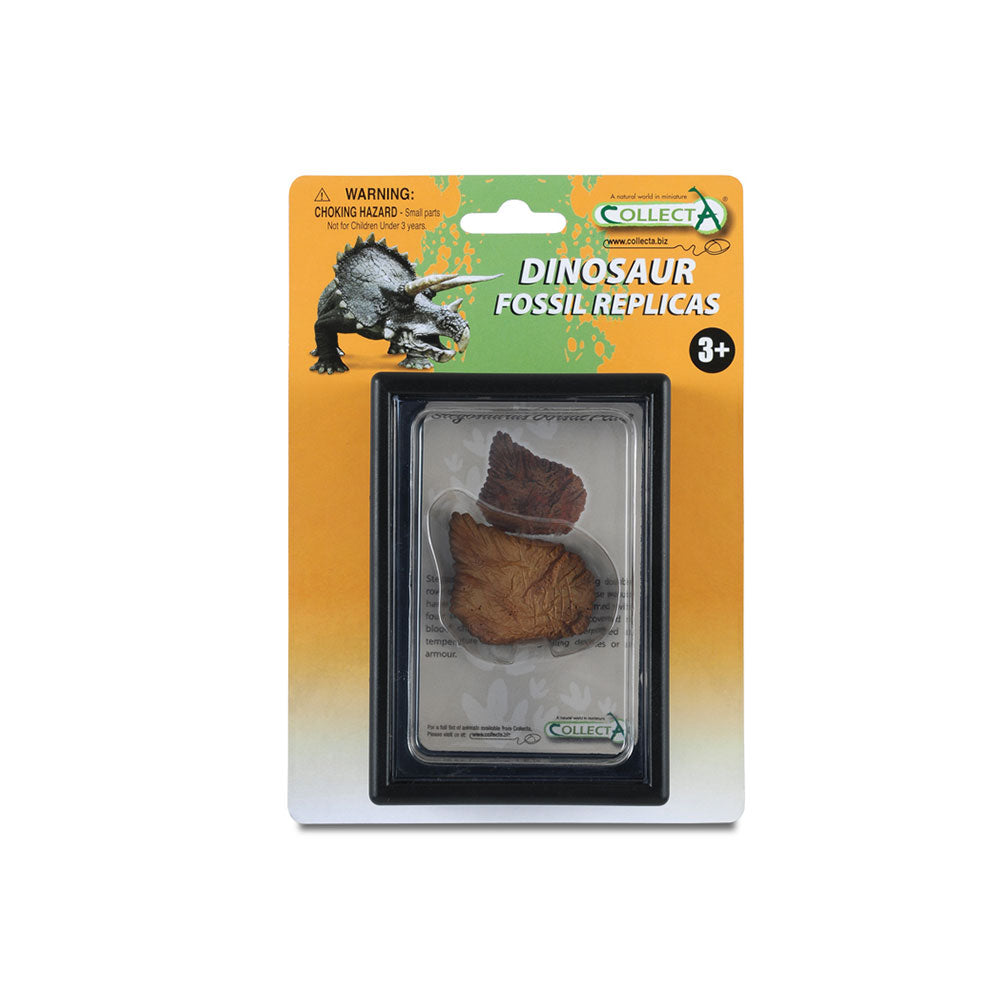 Assiette dorsale collectionnelle de Stegoraurus dans la vitrine