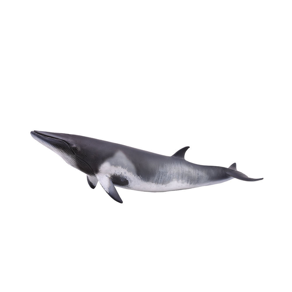 COLLECTA Minke Whale Figure (Extra Large)