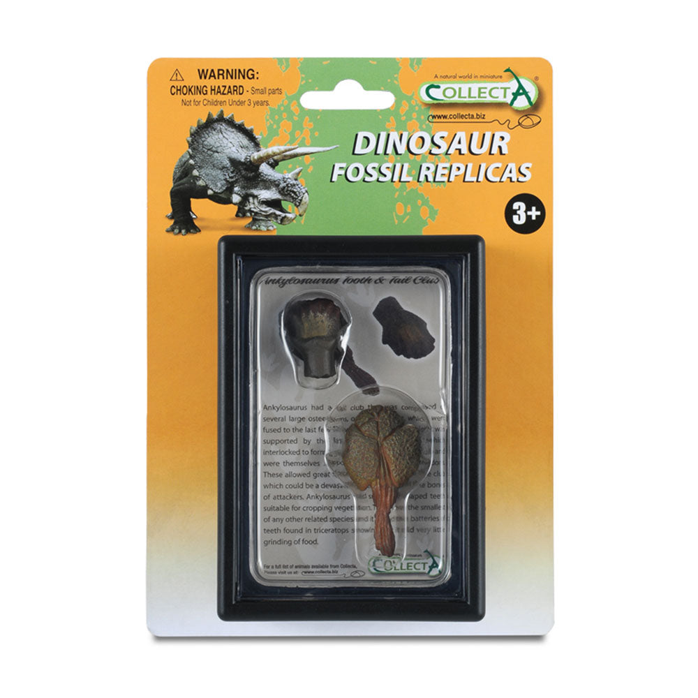 Collecta dent et queues d'Ankylosaurus dans la vitrine